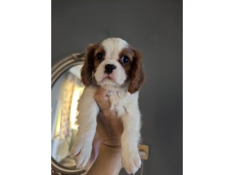 Ev ortamından safkan cavalier king charles yavrular