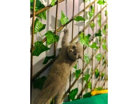 45 günlük scottish fold yavrularımız sahiplendirmeye hazır