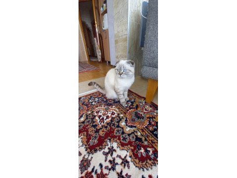 Güzel scottish fold kızım