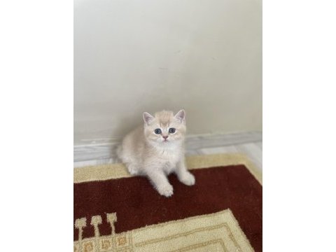 2 aylık bebek kediler teslime hazır