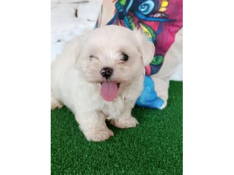 Maltese terrier minik dostlar