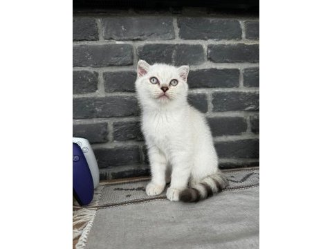 British shorthair yavrularımız
