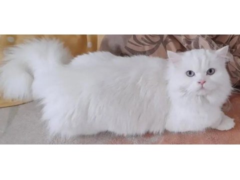 British longhair dişi