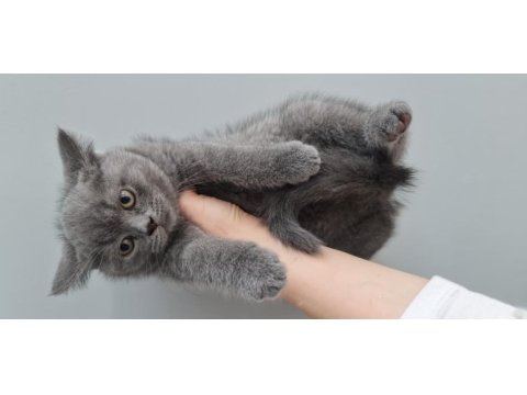 2 aylık british shorthair