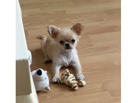 Chihuahua 3 aylık köpeğimiz