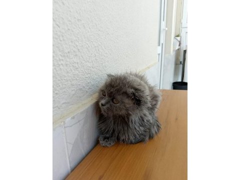Scottish fold kedimizi satıyoruz