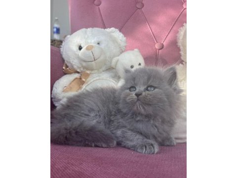 Mükemmel british longhair bebekler