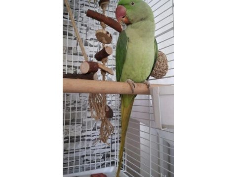 Alexander papağanı genç