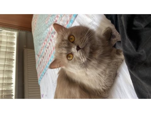 British longhair 1 yaşında kedimiz