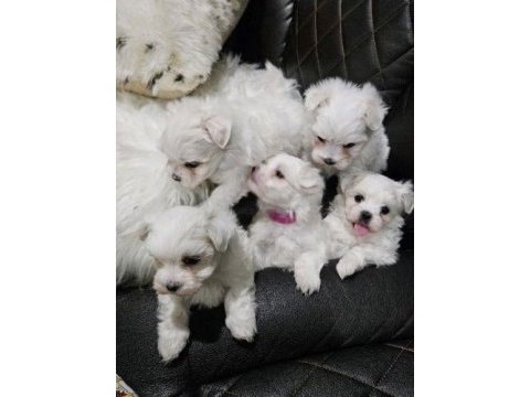 Maltese terrier adrese teslim, kapıda ödeme yapabilirsiniz