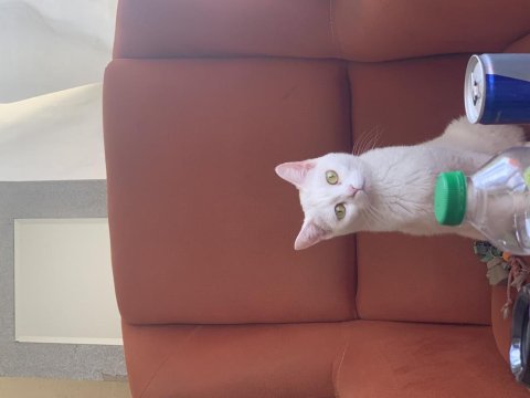 Oyuncu çocuklar kedilerimiz