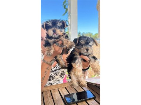 Teacup dişi yorkshire terrier