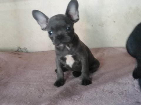 0-3 aylık french bulldog yavruları