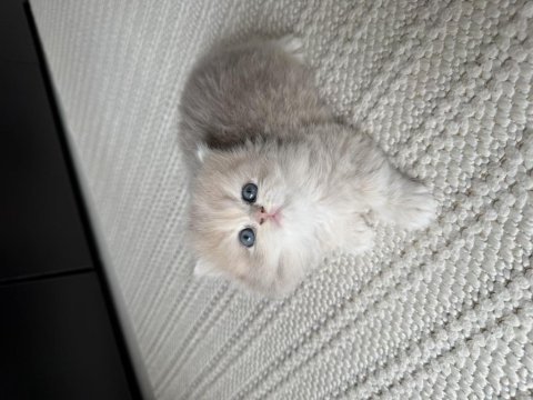 British longhair ny erkek yavru