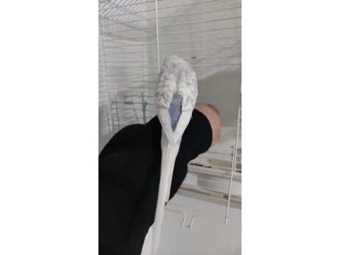 Ele alışkın eğitimli 1 yaşında muhabbet