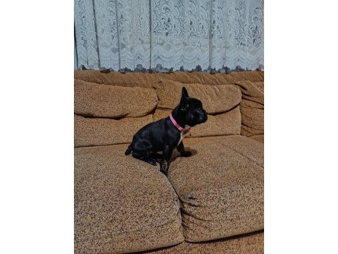 Aa kalite french bulldog dişi