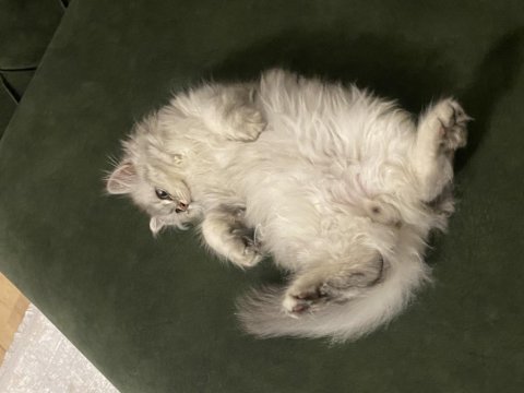 5 aylık british longhair kedimiz için açıklamayı okuyunuz