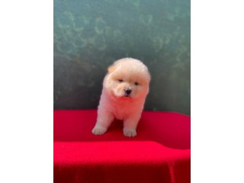 Chow chow yavrularımız için ulaşabilirsiniz çin aslanı