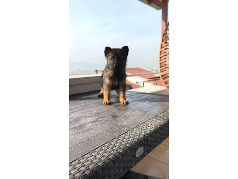 Alman kurdu yavrularımız