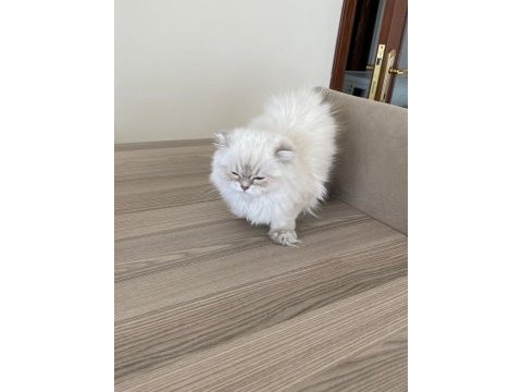 Brıtısh longhaır sılver 4.5 aylık