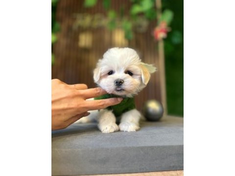 Maltese terrier yavrularımız