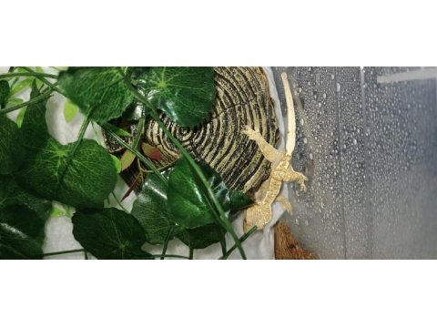 Yavru crested gecko