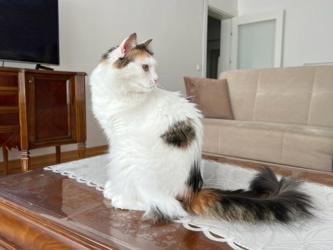 Norveç orman kedisi kırması