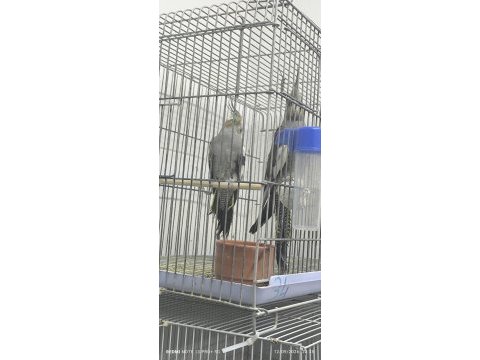 4 aylık 2 adet sultan papağanı