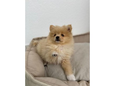 Pomeranian bebek