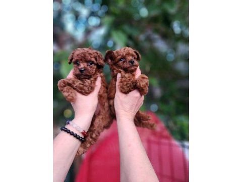 Toy poodle köpeğimiz antalya