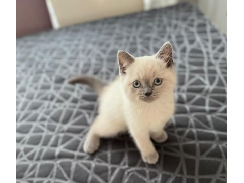 British shorthair yavrularım yuvalarını bekliyor