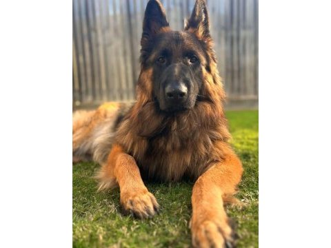 Alman çoban köpeği yavruları