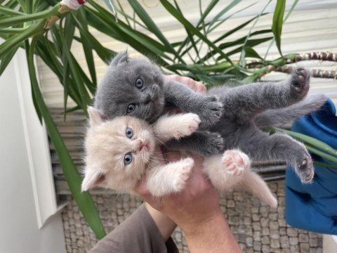 Son yavru british shorthair lilac