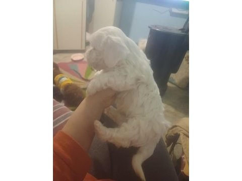 Sevimli maltese bebekler