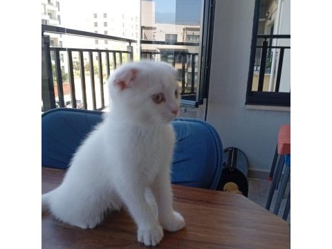 Scottish fold kedimi