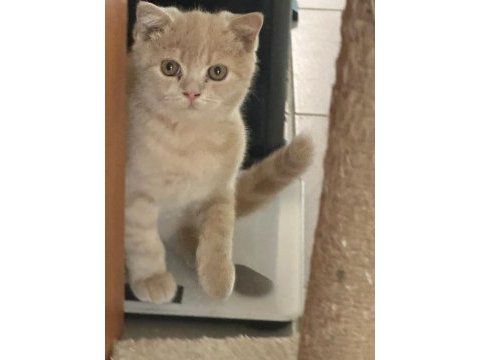 Sahiplendirilecek british shorthair