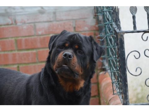 Fcı-kıf resmı uretımlı grand sampıyon rottweiler torunlar
