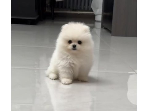 Pomeranian boo safkan