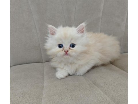 Safkan babadan british longhair erkek