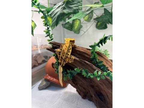 Crested gecko adult sub adult dişi erkek