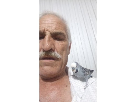 Konuşan muhabbet kuşu