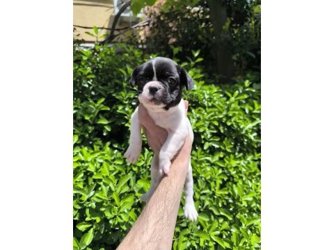 Çok sevimli ve oyuncu french bulldog yavrularım