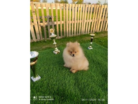 Pomeranian yavrularımız her ile gönderim sağlanır