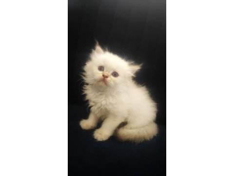 Full şecereli british longhair yavrular