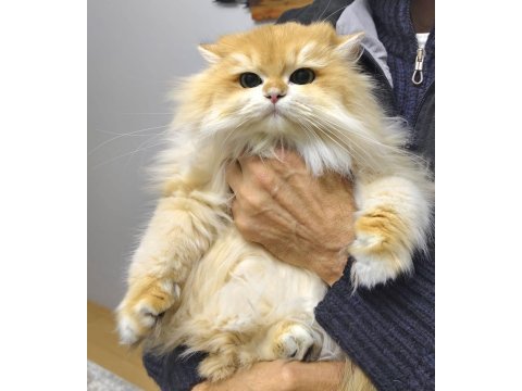 Üst düzey safkan golden ny12 super longhair erkek kedim