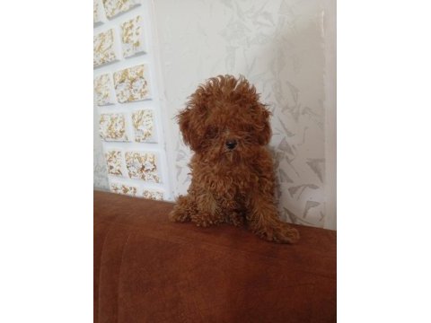 Teacup dişi 5 aylık poodle