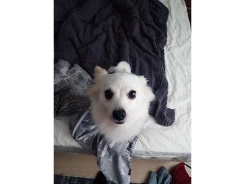 Pomeranian spitz