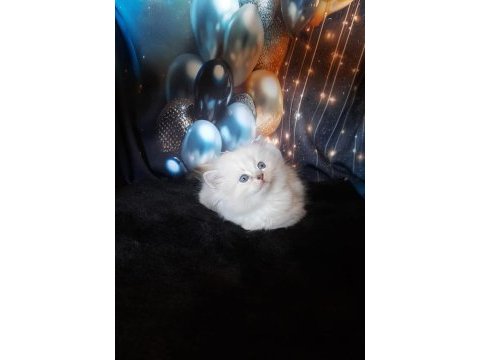 Okyanus ötesinden ragdoll