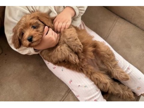 Maltipoo bebek