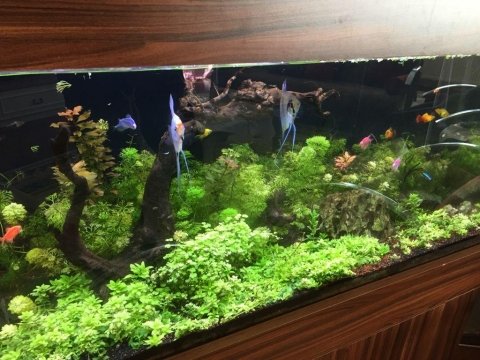 Canlı bitkili full + full akvaryumm